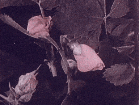 publicdomaindiva: Hand-tinted time lapse footage of roses, c.1925, filmed by Arthur Edward