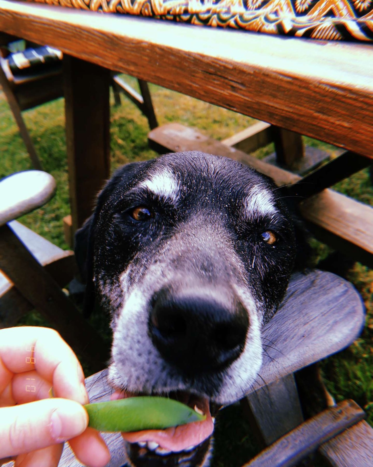 She likes peas