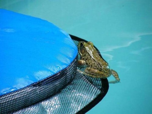 dashbeardconfessional: awesomacious: Critter Pool Ramp this is jUST THE BEST