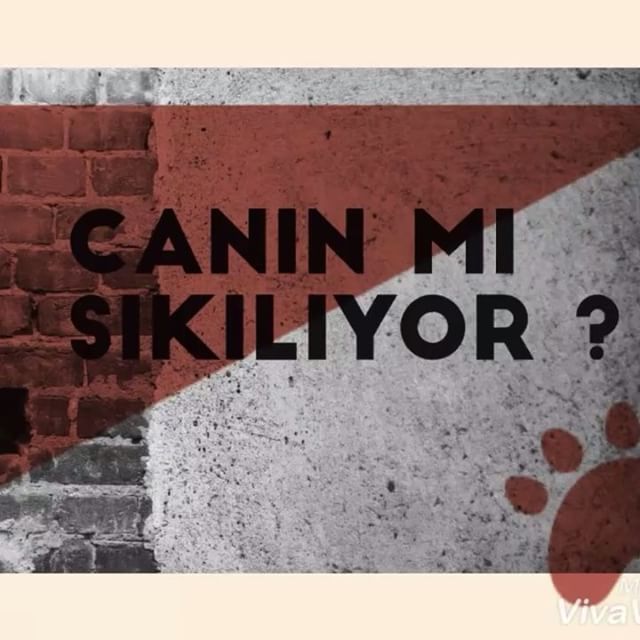 CANIN M
SIKILIYOR ?
Va