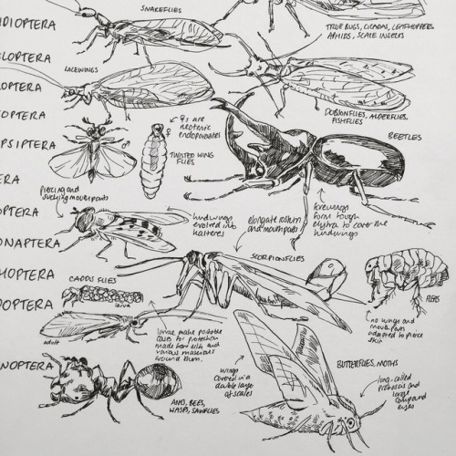 kalamboart: Procrastination via drawing an entire insect phylogeny. Might sell prints of it at some 
