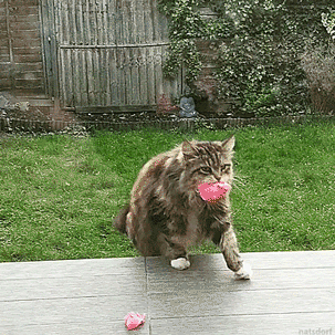 thenatsdorf:Cat brings neighbor flowers. (via xsymba)
