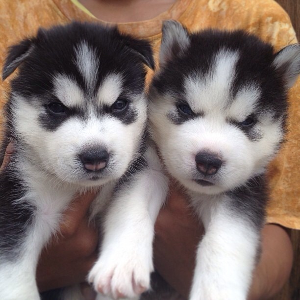 aplacetolovedogs:  @tail_wagging  #instagram #cute #precious ::: www.APlaceToLoveDogs.com