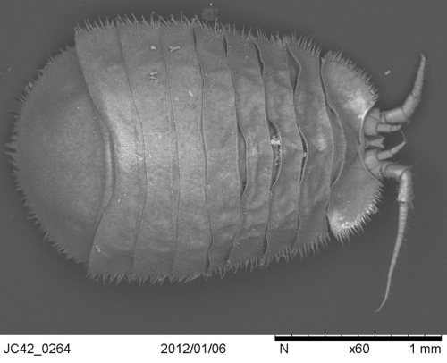 New Species!This critter is a new species of bug, Jaera tyleri, which has been found on a whale carc