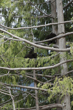 voodoomommajuju:  Bear Cubs at Hurricane