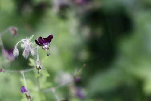 Geranium phaeum L.