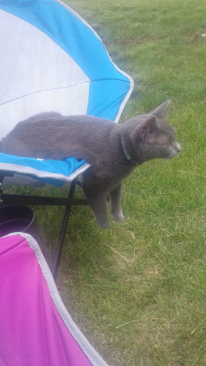 unflatteringcatselfies: This is Amilie and this was her first time sitting in the chair outside