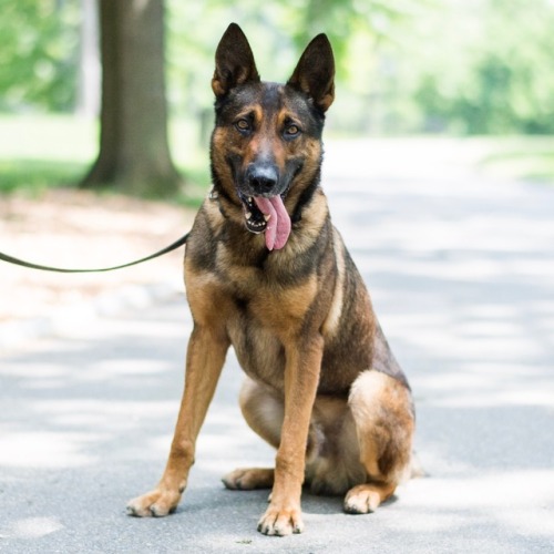 thedogist:Arnost, Belgian Malinois/German Shepherd mix (6 y/o), Central Park, New York, NY • &l