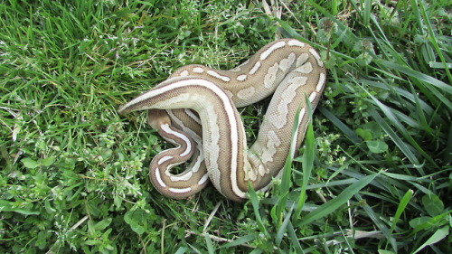 Hawke, Cinnamon X-treme Gene ball python (Python regius).