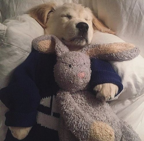 tobester - tobydog