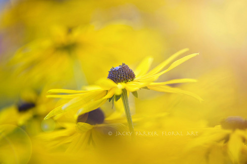 Sunshine on a cloudy day by Jacky Parker Floral Art on Flickr.