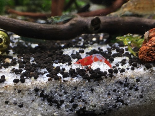 Neocaridina sp. Red Rili. You can keep this species with cherry shrimp and not have wild types.