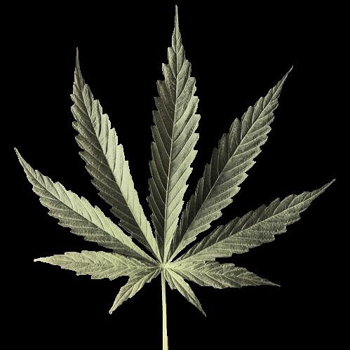 saadbxy:  #Weed #Smoke #ImSoHigh #Medicine #Lovely #TheBest #GetHighWithMe 😋💨🍁