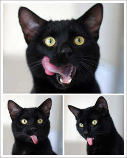 mostlycatsmostly: Tomtom’s Tongue Tuesday