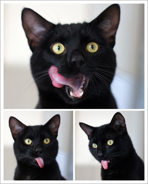 mostlycatsmostly:Tomtom’s Tongue Tuesday (by hehaden)