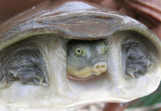 cantors giant softshell turtle