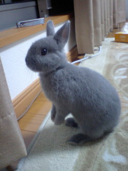 awwww-cute:  netherland dwarf rabbit (Source: http://ift.tt/1KOuhMv)