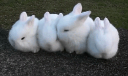 gonglyongjjong:  Happy Bunny Day ^^ (\__/)(=’.’=)(“)_(”)   Bunny fun