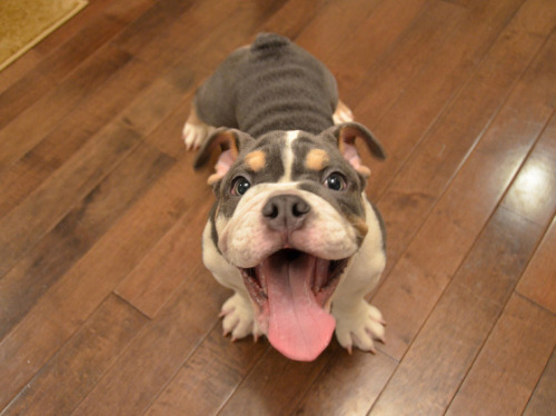 awwww-cute:  Rupert will always be happy to see you (Source: http://ift.tt/1GEuDkH)