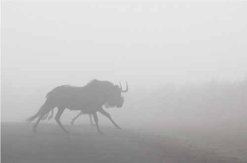 Black Wildebeest (Connochaetes gnou)