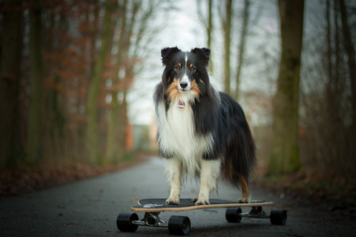 sammythesheltie:There are people who look so cool driving a long board.And then there is Sammy, he l