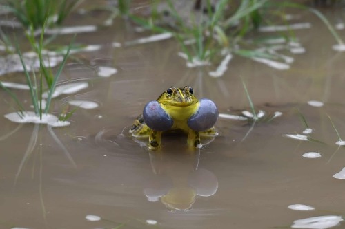 sitting-on-me-bum:Ghaziabad, India: A male frog calls for mating inside a puddle of waterPhotograph: