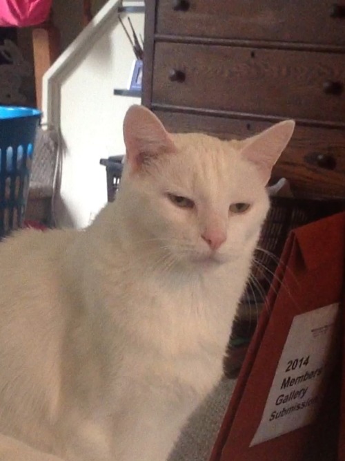 tibets:  My cat looks like he’s done with my shit