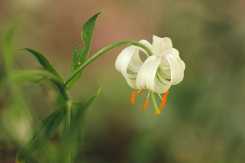 Lilium martagon (Turk&rsquo;s cap lily, krollilja). This is the white form, called album.