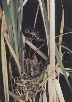 robert-hadley: Eliot Porter - Redwinged Blackbird, 1941. Source: moma.org 