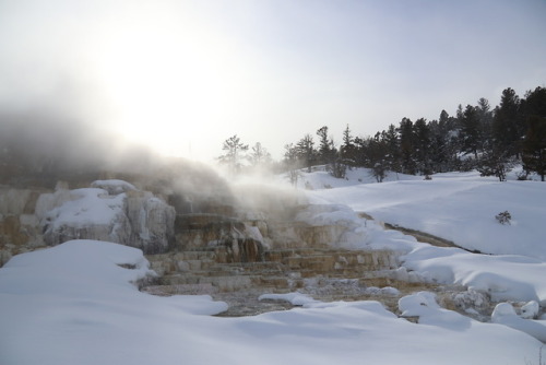 mammoth hot springs, feb 2019
