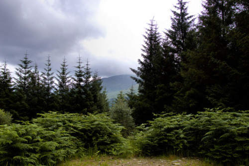 Argyll Forest by Austin lovelock