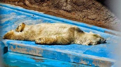 adviceforvegans:
“ Arturo lives in the blistering sun of Argentina. A naturally Arctic animal spends his days living in 104 degrees Fahrenheit (40 degrees Celsius) of nothing but heat.
If this upsets you as much as it upsets me, please consider...