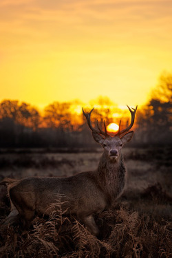 earthyday:  Dawns Golden Cloak © Max Ellis  