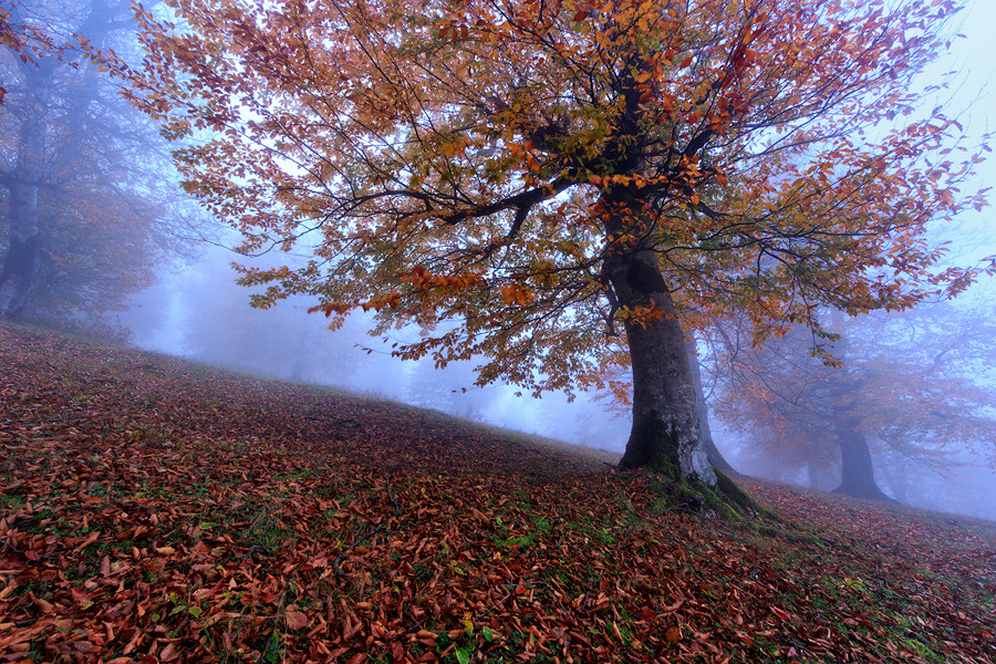 woodendreams:  (by Amir Abdolpanah) 