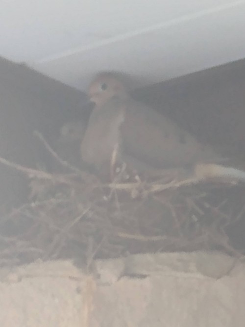 So At The End Of July A Mama And Papa Dove To Over S Robin Nest And There Was A Baby Dove With Mama Dove
