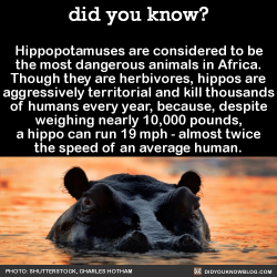 did-you-kno:  Hippopotamuses are considered to be the most dangerous animals in Africa. Though they are herbivores, hippos are aggressively territorial and kill thousands of humans every year, because, despite weighing nearly 10,000 pounds, a hippo can