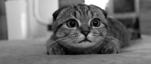 queen-in-nowhere:  omg he looked at me 