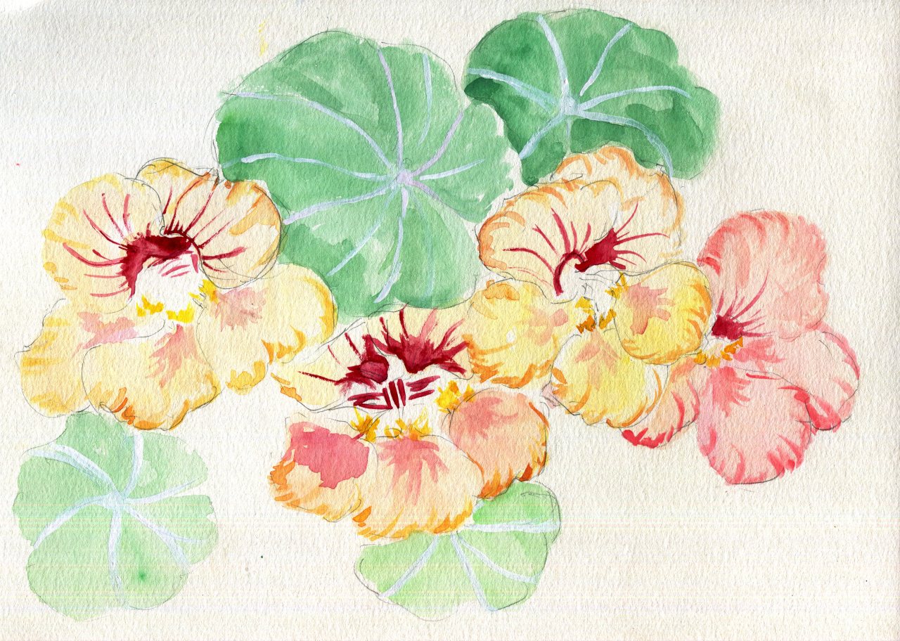 havekat:  Summer Charm Watercolor and Gouache On Paper 2016, 12″x 9″ Nasturtiums
