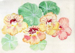 havekat:  Summer Charm Watercolor and Gouache On Paper 2016, 12″x 9″ Nasturtiums  This is amazing