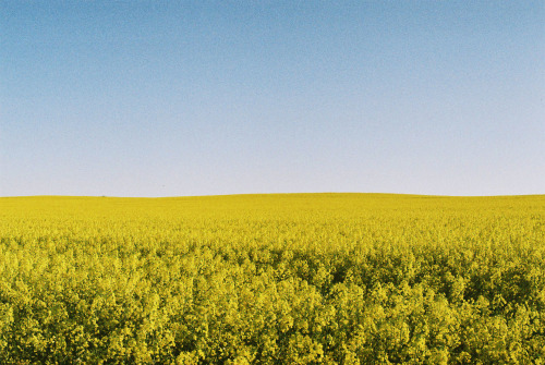 Canola fields // Euromina, SA11.09.16