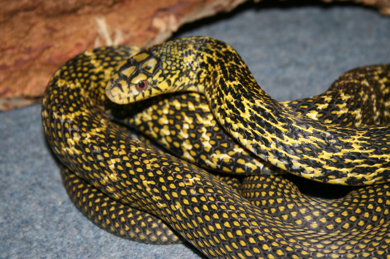 Forked Tongue Kisses — Ramesses - King Rat Snake - Elaphe Carinata