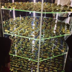 darksideoftheshroom:  over 600 entries of dank nugs at the Emerald Cup 