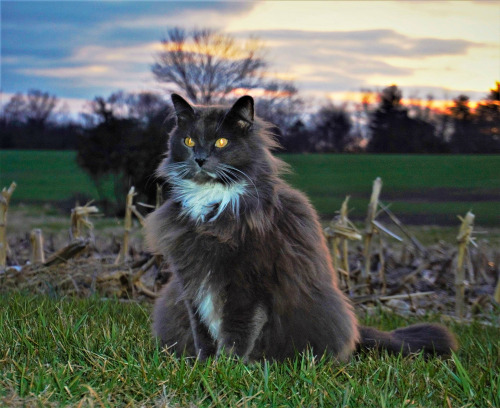 jimbargas:   Happy Friday the 13th from Barnabas. Photo by Jim Bargas