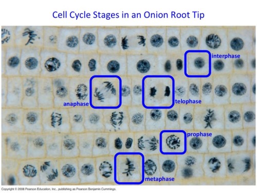 Biology Encore — Biologyencore: The Image Above Shows A Stained...