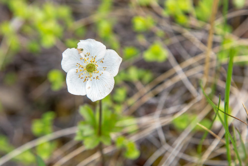 uafairbanks:Wildflowers in Denali National Park.