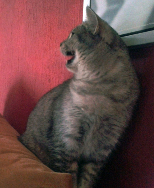 Roma (british shorthair) knows how to keep naughty Nori at bay. (submitted by noris-curiosity.tumblr