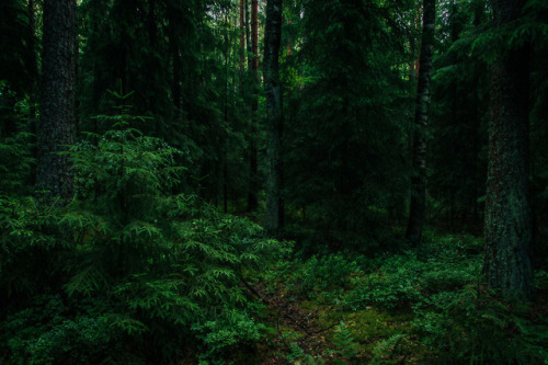 Rainy forest by Markus