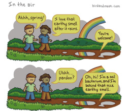 color-me-ethan:  canisfamiliaris:  Happy spring, nature lovers! Actinobacteria (actinomycetes), Geosmin, and Petrichor. (Don’t roll your eyes. Look them up!)  I feel like this should have been on a magic school bus episode.