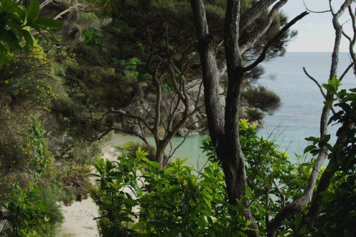 photographybywiebke:Abel Tasman National Park, New Zealand