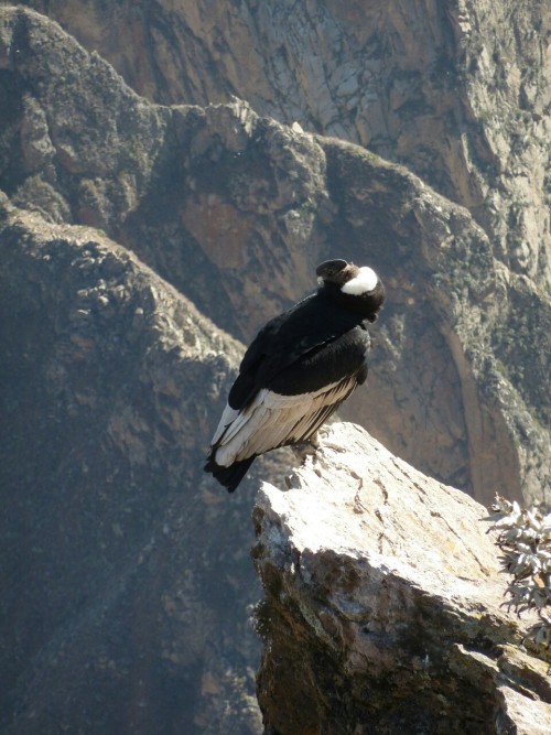 Canyo del Colca - Peru 2012